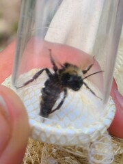 Bombus flavidus