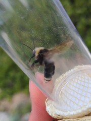 Bombus flavidus