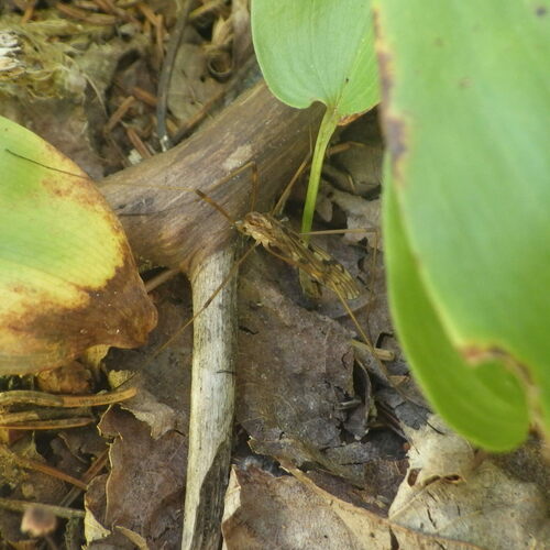 Metalimnobia hudsonica
