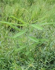 Sesbania herbacea