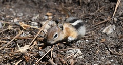 Callospermophilus lateralis certus