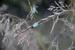 Hoplia parvula
