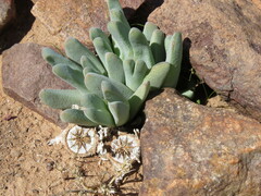 Cheiridopsis delphinoides