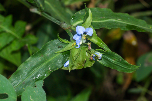 Commelina obliqua, photograph 2