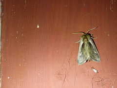 Bellura densa