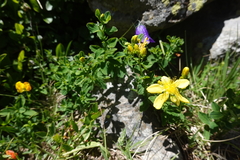 Hypericum maculatum maculatum