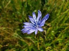 Cichorium intybus