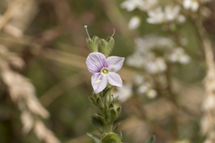 Veronica fruticulosa