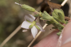 Veronica fruticulosa