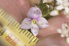 Veronica fruticulosa