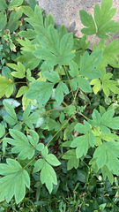 Lamprocapnos spectabilis