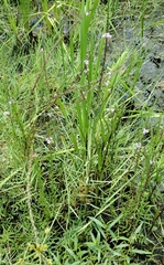 Lythrum alatum lanceolatum