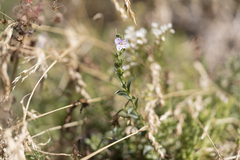 Veronica fruticulosa