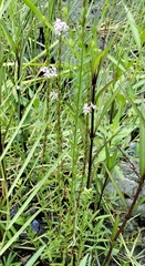 Lythrum alatum lanceolatum