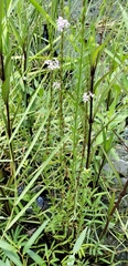 Lythrum alatum lanceolatum