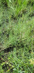 Lythrum alatum lanceolatum