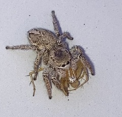 Habronattus coecatus