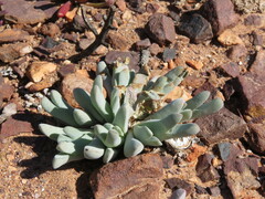 Cheiridopsis delphinoides