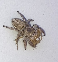 Habronattus coecatus
