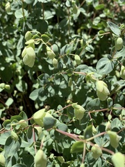 Origanum libanoticum
