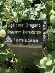 Origanum libanoticum