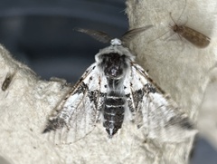 Furcula scolopendrina