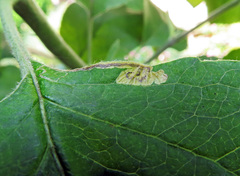 Stigmella malella