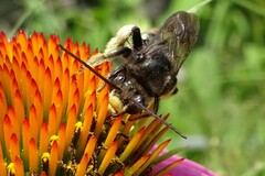 Melissodes bimaculatus