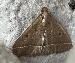 Zanclognatha marcidilinea