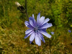 Cichorium intybus