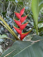Heliconia stricta