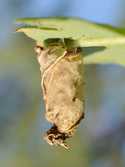 Attelabus