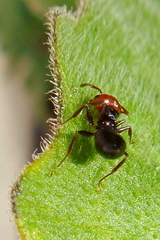 Crematogaster scutellaris