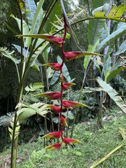 Heliconia platystachys