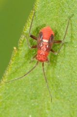 Lopidea