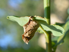 Attelabus
