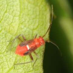 Lopidea