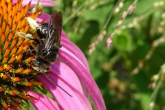 Melissodes bimaculatus