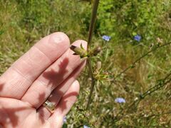 Cichorium intybus