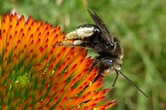 Melissodes bimaculatus