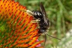 Melissodes bimaculatus