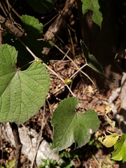 Lasioptera vitis