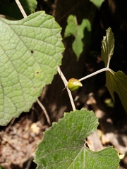 Lasioptera vitis