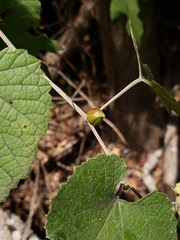 Lasioptera vitis