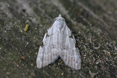 Nola triquetrana