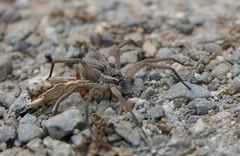 Dolomedes aquaticus