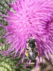 Anthophora bimaculata