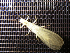 Perloidea
