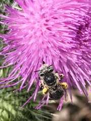 Anthophora bimaculata