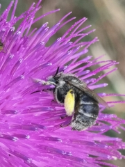 Anthophora bimaculata